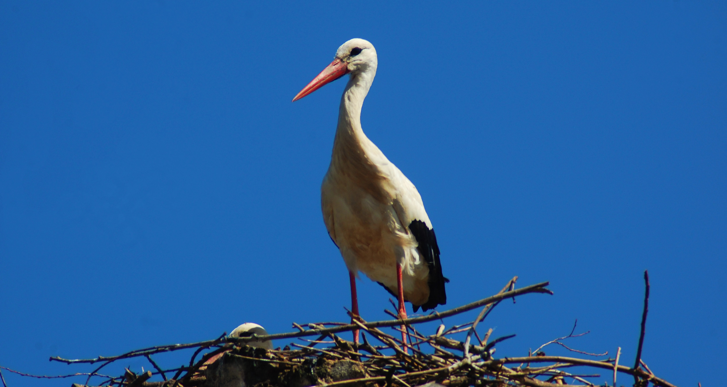 {:gb}A white stork on its nest{:}{:pt}Um, cegonha branca, ligado, seu, ninho{:}